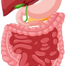 Gastrointestinal tract anatomy for education illustration